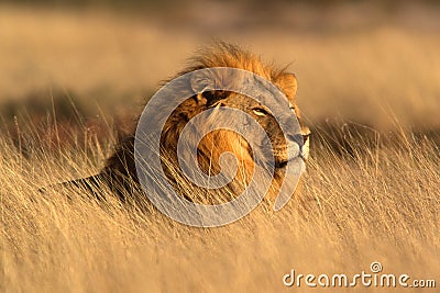 African lion, Etosha Park, Namibia Stock Photo