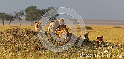 African lion family on watch on a knoll at sunset Stock Photo