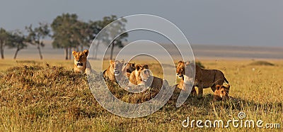 African lion family on watch on a knoll at sunset Stock Photo