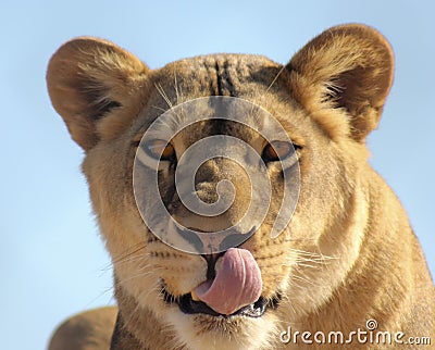 An African Lion Female Licking Her Chops Stock Photo