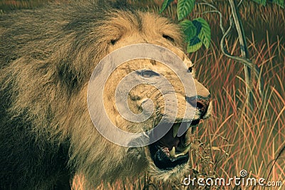 African lion head Stock Photo