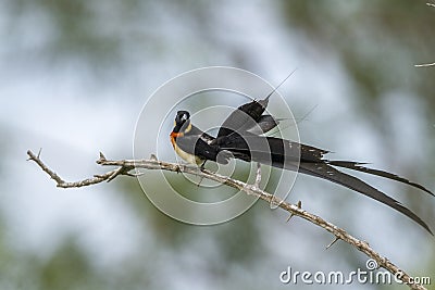 Eastern Paradise-Whydah in Kruger National park, South Africa Stock Photo