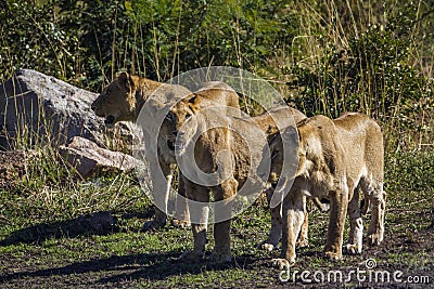 African lion in Kruger National park, South Africa Stock Photo