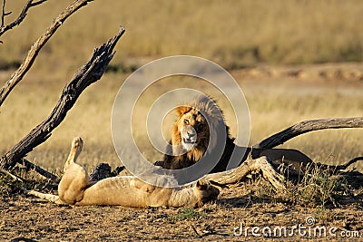 African lion pair Stock Photo