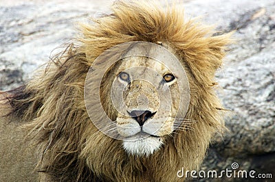 African lion (Panthera leo) Stock Photo