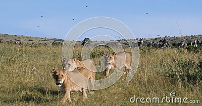 African Lion, panthera leo, Female hunting, Herd of Burchell Zebras, Tsavo Park in Kenya Stock Photo