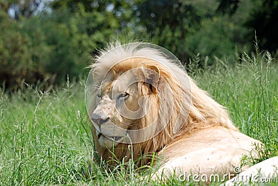 African lion resting Stock Photo