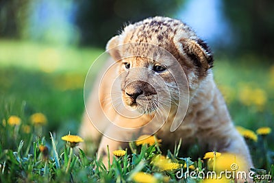 African lion's whelp explores the world Stock Photo