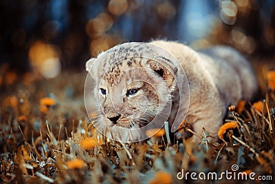 African lion's whelp goes hunting Stock Photo