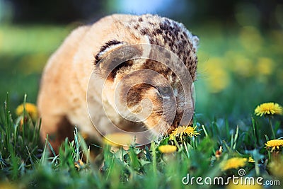 African lion's whelp smelling flower Stock Photo