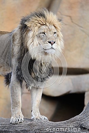 African lion standing on log Stock Photo