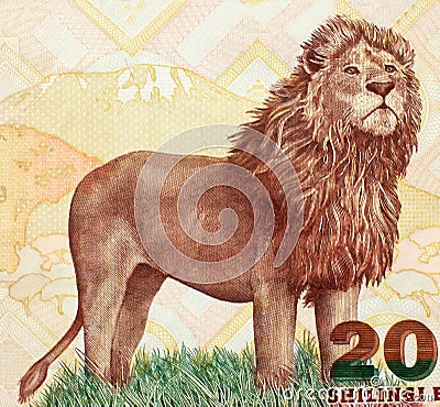 African lion on Tanzanian banknote close-up Stock Photo