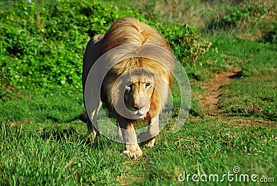 Lion Stock Photo