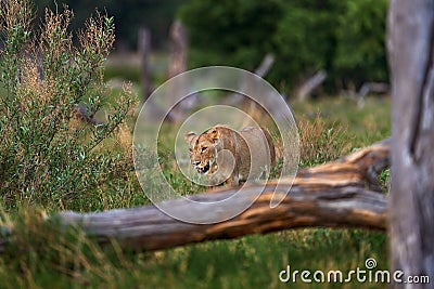 African lion, young male. Botswana wildlife. Lion, slose-up detail portrait in golden grass. Animal in nice place, lion grass Stock Photo