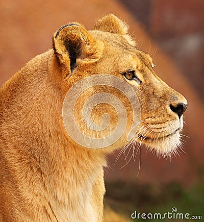 African Lioness Stock Photo