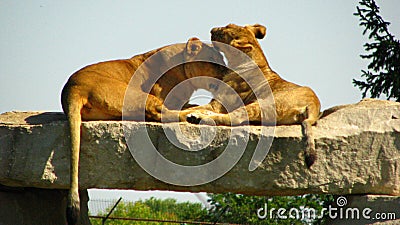 African lioness licking her cub on a rock ledge Stock Photo