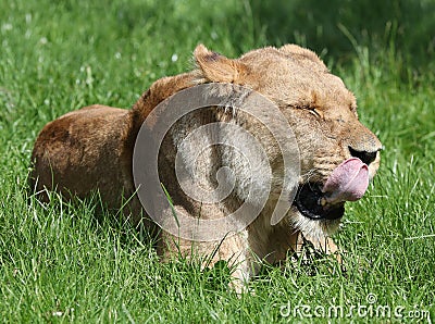 African Lioness licking her lips Stock Photo