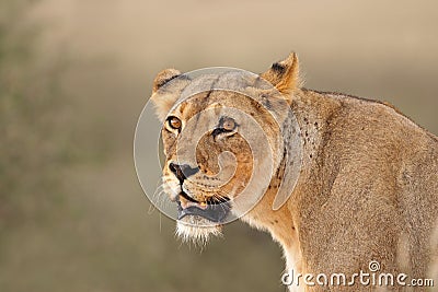 African lioness portrait Stock Photo