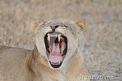 African lioness roaring Stock Photo