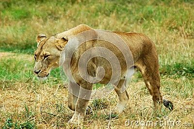 African Lioness Stalking Stock Photo