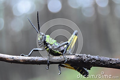African Locust macro portrait colours Stock Photo