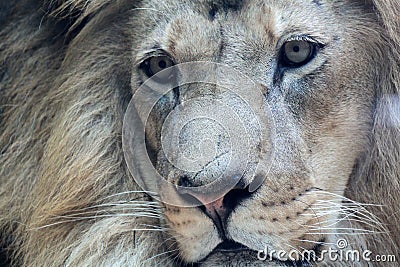 Handsome African male lion close-up Stock Photo