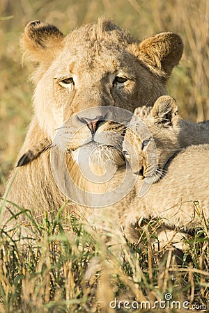 African Male Lion and Cub (Panthera leo) South Africa Stock Photo