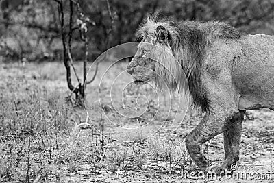 African male lion Stock Photo