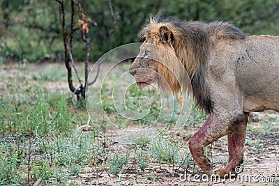 African male lion Stock Photo