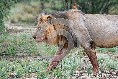 African male lion Stock Photo