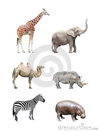 African mammals. Stock Photo