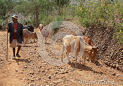 African man and cattle Editorial Stock Photo