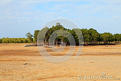 African Mangrove trees in ebb Stock Photo