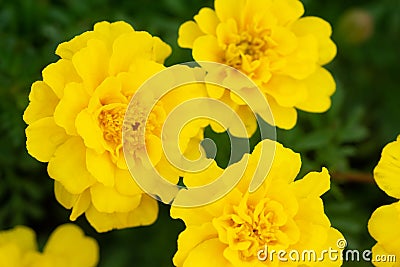 African marigold flowers Stock Photo