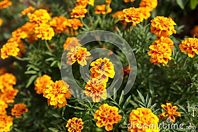 African Marigold in garden Stock Photo