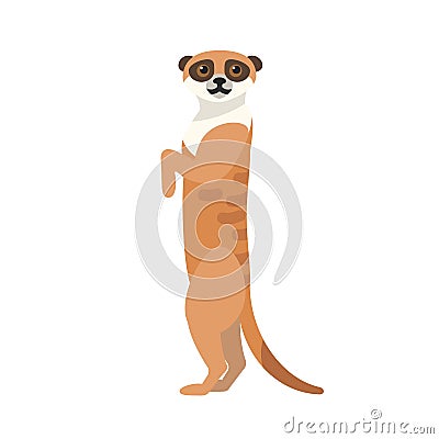 African meerkat isolated on white background. Portrait of cute wild watchful predatory animal. Gorgeous exotic desert Vector Illustration