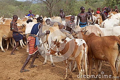 African men and cattle Editorial Stock Photo