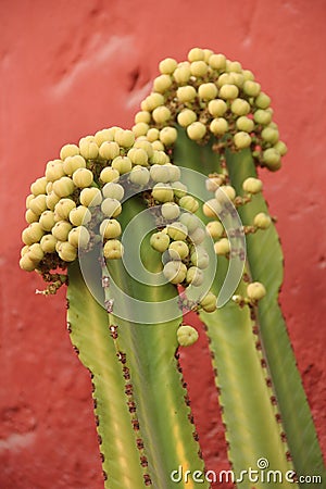 An African Milk Tree or Euphorbia ingens Stock Photo
