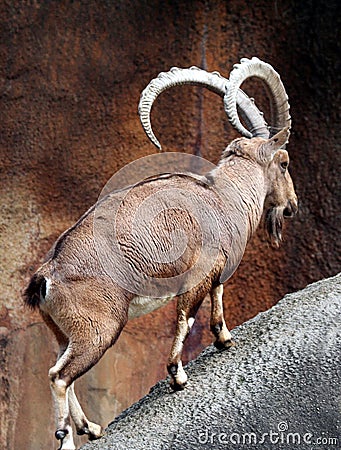 African Mountain Goat Stock Photo