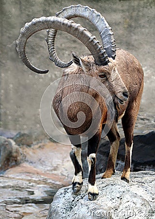 African Mountain Goat Stock Photo