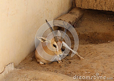 African mountain goat Stock Photo