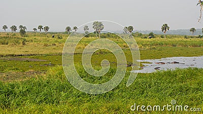 African landscape hippos elephants in distance Stock Photo
