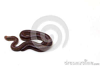 African Night Crawler, earthworms isolated on white background Stock Photo