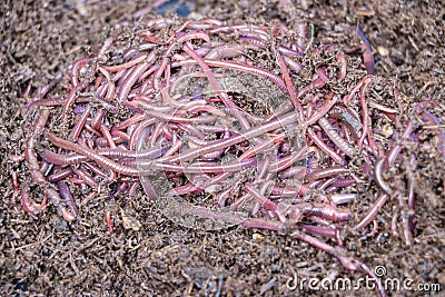 African Night Crawler Erthworms in maure Stock Photo