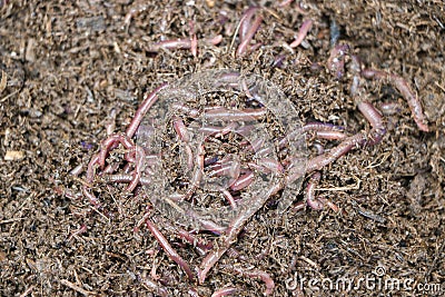 African Night Crawler Erthworms in maure Stock Photo