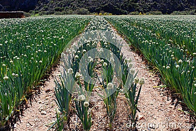 African Onion Farm Stock Photo