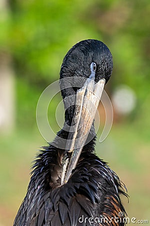 The African openbill Anastomus lamelligerus head close up, is a species of stork in the family Ciconiidae standing in the grass Stock Photo