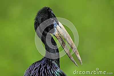 African openbill, Anastomus lamelligerus, portrait of stork from Uganda, Africa. Head with nice bill. Black bird with open. Stock Photo