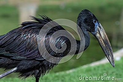 The African openbill Anastomus lamelligerus is a species of stork in the family Ciconiidae standing in the grass showing its Stock Photo