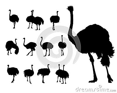 African ostrich Vector Illustration